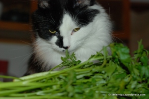 Sprocket examines his parsley